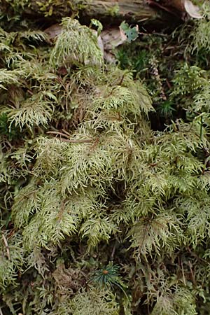 Thuidium tamariscinum \ Thujamoos / Delicate Fern Moss, D Wagenschwend 15.3.2025