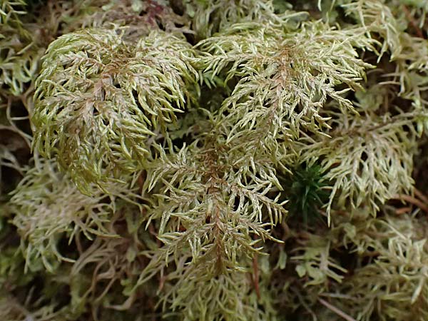 Thuidium tamariscinum \ Thujamoos / Delicate Fern Moss, D Wagenschwend 15.3.2025