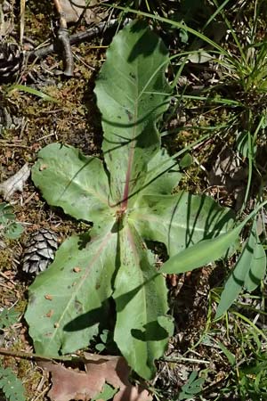 Trommsdorffia maculata \ Geflecktes Ferkelkraut / Spotted Cat's-Ear, D Eiersheim 31.5.2025