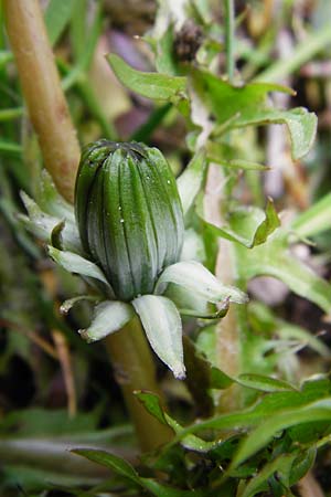 Taraxacum nordstedtii \ Nordstedts L�wenzahn / Nordstedt's Dandelion, D Ober-Roden 2.5.2015