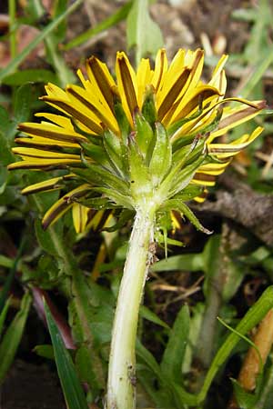 Taraxacum nordstedtii \ Nordstedts L�wenzahn / Nordstedt's Dandelion, D Ober-Roden 2.5.2015