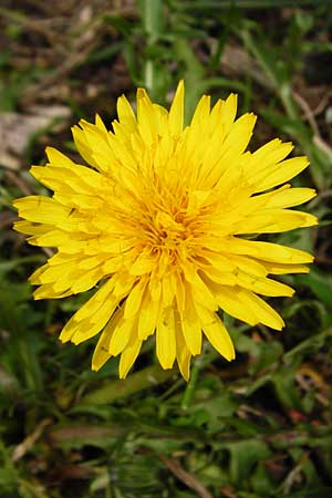 Taraxacum nordstedtii \ Nordstedts L�wenzahn / Nordstedt's Dandelion, D Ober-Roden 2.5.2015