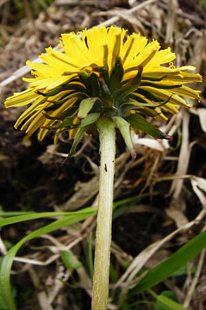 Taraxacum nordstedtii \ Nordstedts L�wenzahn / Nordstedt's Dandelion, D Ober-Roden 2.5.2015