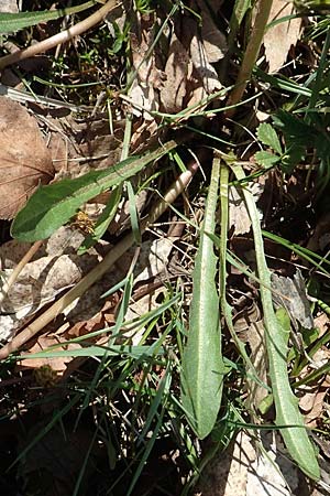 Taraxacum pauckertianum \ Pauckerts L�wenzahn / Pauckert's Dandelion, D Konstanz 24.4.2018