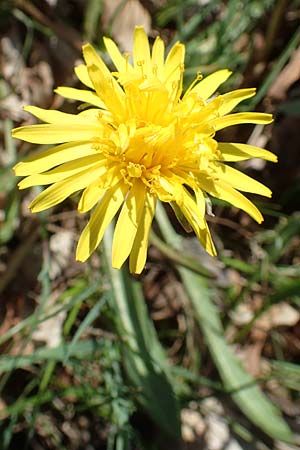 Taraxacum pauckertianum \ Pauckerts L�wenzahn / Pauckert's Dandelion, D Konstanz 24.4.2018