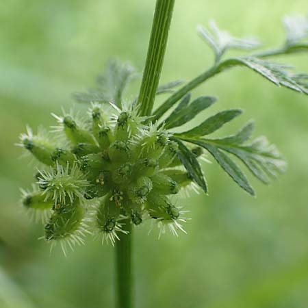 Torilis nodosa \ Knotiger Klettenkerbel / Knotted Hedge Parsley, D Ludwigshafen 1.6.2018