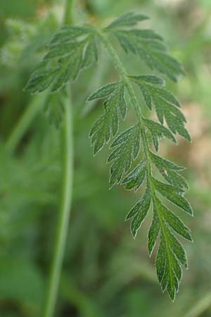 Torilis nodosa \ Knotiger Klettenkerbel / Knotted Hedge Parsley, D Ludwigshafen 1.6.2018