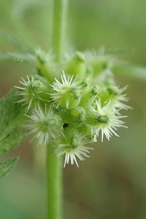 Torilis nodosa \ Knotiger Klettenkerbel / Knotted Hedge Parsley, D Ludwigshafen 1.6.2018