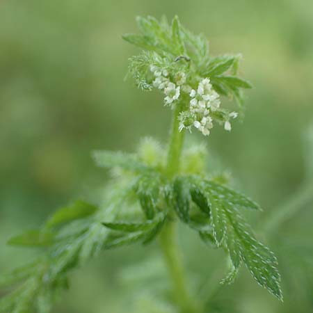 Torilis nodosa \ Knotiger Klettenkerbel / Knotted Hedge Parsley, D Ludwigshafen 1.6.2018