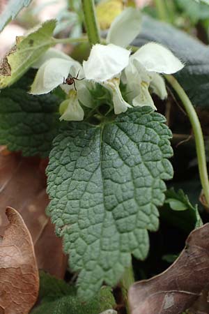 Lamium album \ Wei�e Taubnessel / White Dead-Nettle, D Mannheim 14.3.2020