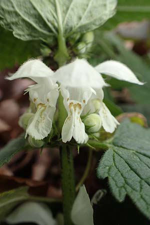 Lamium album \ Wei�e Taubnessel / White Dead-Nettle, D Mannheim 14.3.2020