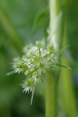 Torilis nodosa \ Knotiger Klettenkerbel / Knotted Hedge Parsley, D Mannheim 19.5.2023