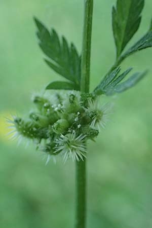 Torilis nodosa \ Knotiger Klettenkerbel / Knotted Hedge Parsley, D Mannheim 10.6.2023