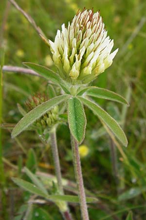 Trifolium ochroleucon \ Bla�gelber Klee / Sulphur Clover, D Gerolzhofen-Sulzheim 1.6.2015