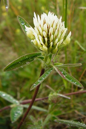 Trifolium ochroleucon \ Bla�gelber Klee / Sulphur Clover, D Gerolzhofen-Sulzheim 1.6.2015