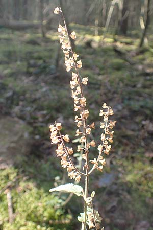 Teucrium scorodonia \ Salbei-Gamander / Wood Sage, D Reilingen 27.2.2016