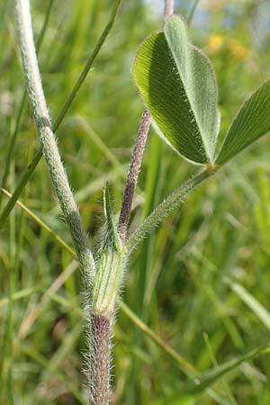 Trifolium ochroleucon \ Bla�gelber Klee / Sulphur Clover, D Aichtal 17.6.2017
