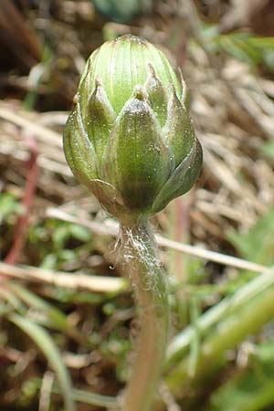Taraxacum hollandicum \ Holl&auml;ndischer Sumpf-L�wenzahn / Dutch Marsh Dandelion, D Konstanz 24.4.2018