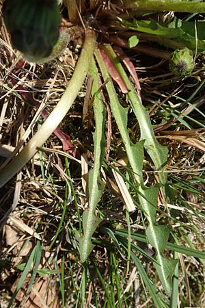 Taraxacum hollandicum \ Holl&auml;ndischer Sumpf-L�wenzahn / Dutch Marsh Dandelion, D Konstanz 24.4.2018