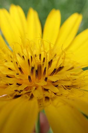 Tragopogon orientalis \ �stlicher Wiesen-Bocksbart / Showy Goat's-Beard, D K&ouml;ln-Z&uuml;ndorf 23.5.2018