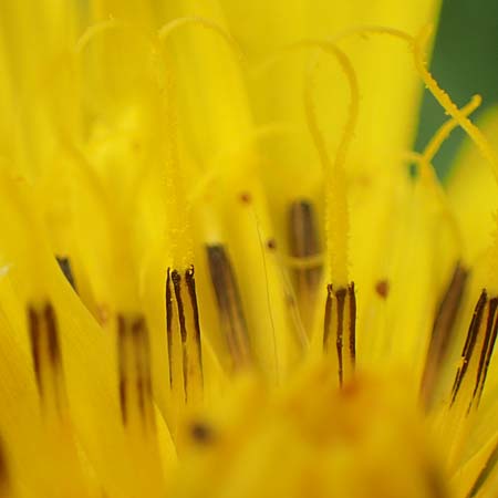Tragopogon orientalis \ �stlicher Wiesen-Bocksbart / Showy Goat's-Beard, D K&ouml;ln-Z&uuml;ndorf 23.5.2018