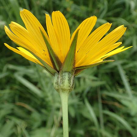 Tragopogon orientalis \ �stlicher Wiesen-Bocksbart / Showy Goat's-Beard, D K&ouml;ln-Z&uuml;ndorf 23.5.2018