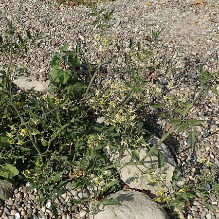 Solanum lycopersicum \ Tomate / Tomato, D R&ouml;merberg 18.10.2018