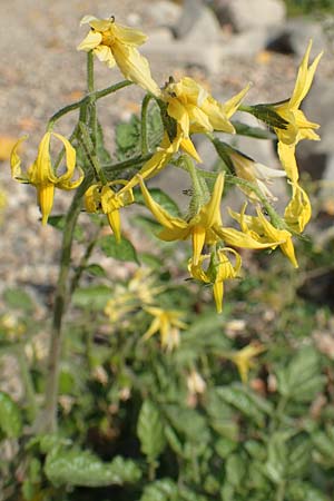 Solanum lycopersicum \ Tomate / Tomato, D R&ouml;merberg 18.10.2018