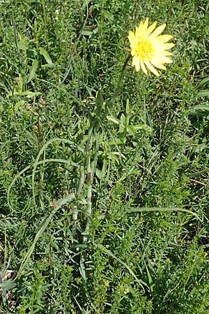 Tragopogon orientalis \ �stlicher Wiesen-Bocksbart / Showy Goat's-Beard, D Neuleiningen 14.5.2020