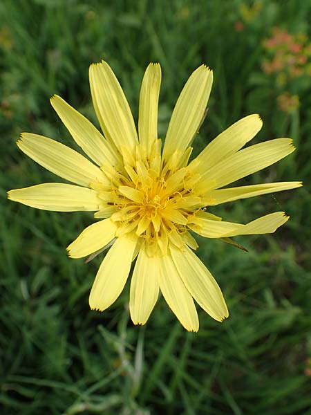Tragopogon orientalis \ �stlicher Wiesen-Bocksbart / Showy Goat's-Beard, D Neuleiningen 25.5.2020