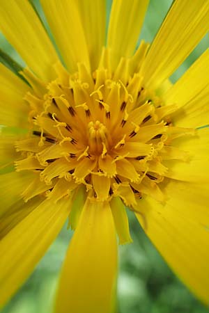 Tragopogon orientalis \ �stlicher Wiesen-Bocksbart / Showy Goat's-Beard, D Neuleiningen 25.5.2020