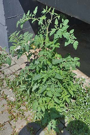 Solanum lycopersicum, Tomate Solanum lycopersicum, Tomate