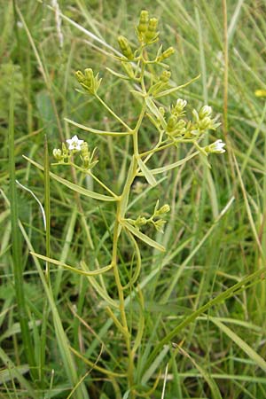 Thesium pyrenaicum \ Pyren�en-Bergflachs, Pyren�en-Leinblatt / Pyrenean Bastard Toadflax, D Taunus, Gro&szlig;er Feldberg 11.7.2009