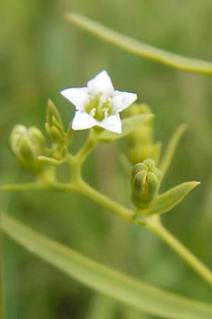 Thesium pyrenaicum \ Pyren�en-Bergflachs, Pyren�en-Leinblatt / Pyrenean Bastard Toadflax, D Taunus, Gro&szlig;er Feldberg 11.7.2009