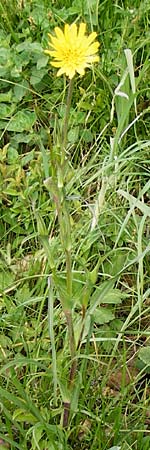 Tragopogon pratensis \ Gew�hnlicher Wiesen-Bocksbart / Meadow Salsify, Goat's-Beard, D N&uuml;dlingen 9.5.2015