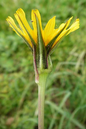 Tragopogon pratensis \ Gew�hnlicher Wiesen-Bocksbart / Meadow Salsify, Goat's-Beard, D N&uuml;dlingen 9.5.2015
