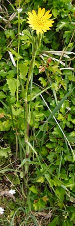 Tragopogon pratensis \ Gew�hnlicher Wiesen-Bocksbart / Meadow Salsify, Goat's-Beard, D N&uuml;dlingen 9.5.2015