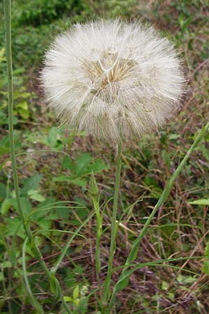 Tragopogon pratensis \ Gew�hnlicher Wiesen-Bocksbart / Meadow Salsify, Goat's-Beard, D &Ouml;stringen-Eichelberg 25.5.2015