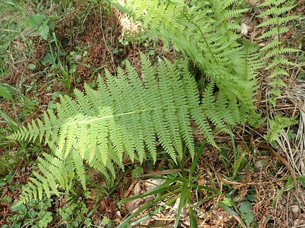 Oreopteris limbosperma \ Berg-Farn, Berg-Lappen-Farn / Sweet Mountain Fern, Lemon-Scented Fern, D Heidelberg 29.7.2016