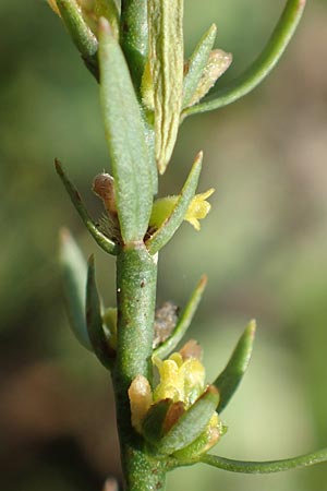 Thymelaea passerina \ Spatzenzunge / Annual Thymelaea, D Buchen 19.8.2017