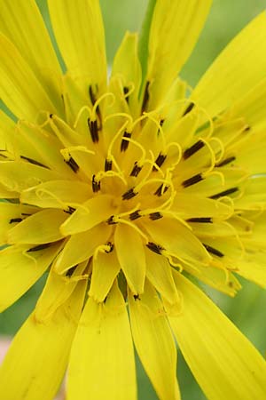 Tragopogon pratensis \ Gew�hnlicher Wiesen-Bocksbart / Meadow Salsify, Goat's-Beard, D Biebesheim 13.5.2018