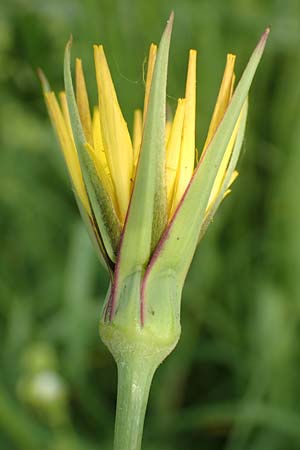 Tragopogon pratensis \ Gew�hnlicher Wiesen-Bocksbart / Meadow Salsify, Goat's-Beard, D Biebesheim 13.5.2018
