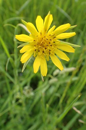Tragopogon pratensis \ Gew�hnlicher Wiesen-Bocksbart / Meadow Salsify, Goat's-Beard, D Biebesheim 13.5.2018