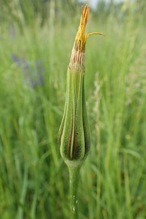 Tragopogon pratensis \ Gew�hnlicher Wiesen-Bocksbart / Meadow Salsify, Goat's-Beard, D Biebesheim 13.5.2018