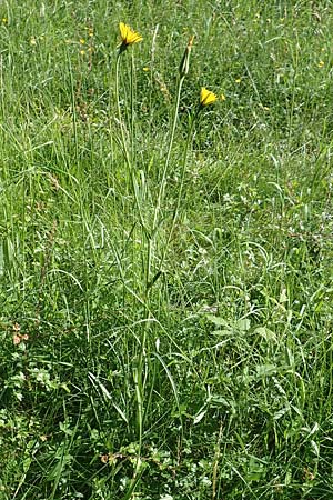 Tragopogon pratensis \ Gew�hnlicher Wiesen-Bocksbart / Meadow Salsify, Goat's-Beard, D Herborn 21.5.2018