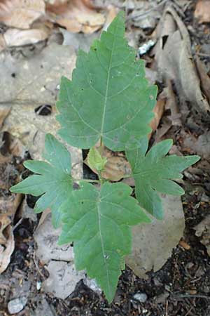 Tilia platyphyllos \ Sommer-Linde / Broad-Leaved Lime, D Mannheim 9.6.2018