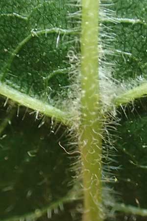 Tilia platyphyllos \ Sommer-Linde / Broad-Leaved Lime, D Mannheim 9.6.2018