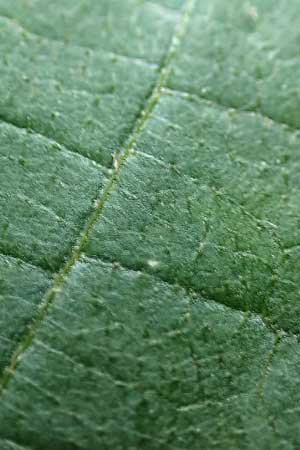 Tilia platyphyllos \ Sommer-Linde / Broad-Leaved Lime, D Mannheim 9.6.2018