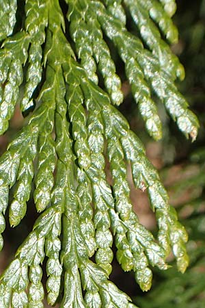 Thuja plicata \ Riesen-Lebensbaum / Western Red Cedar, Giant Western Arbor-Vitae, D Odenwald, Heiligkreuzsteinach 24.2.2019