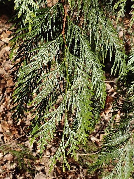 Thuja plicata \ Riesen-Lebensbaum / Western Red Cedar, Giant Western Arbor-Vitae, D Odenwald, Heiligkreuzsteinach 24.2.2019